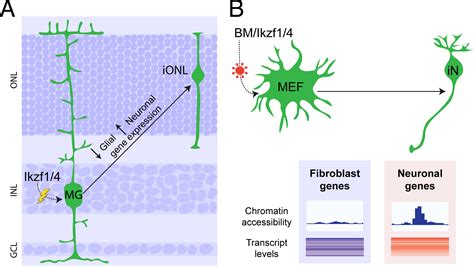 Direct Neuronal Reprogramming By Temporal Identity Factors Pnas