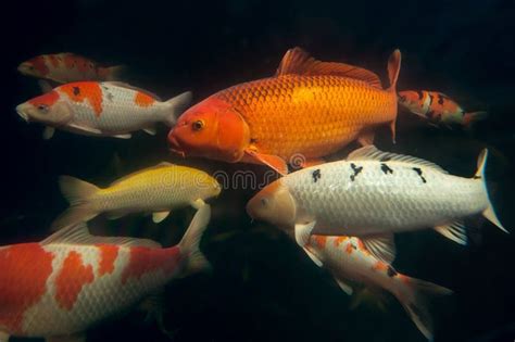 Different Colorful Koi Fishes Stock Image Image Of Fauna Fishes