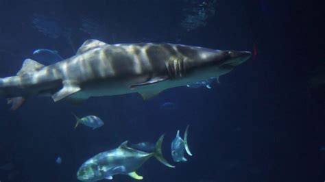 Sand Tiger Sharks At The Virginia Aquarium Youtube