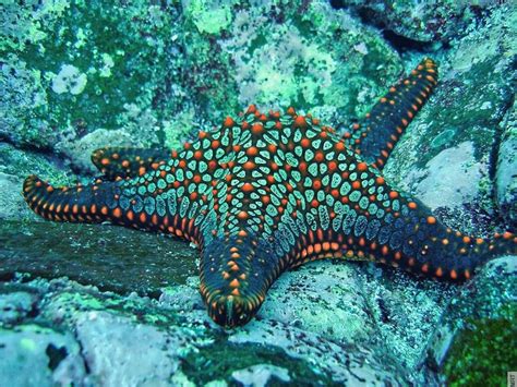 Ocean Starfish Underwater 1100x826 Ocean Creatures Life Under The