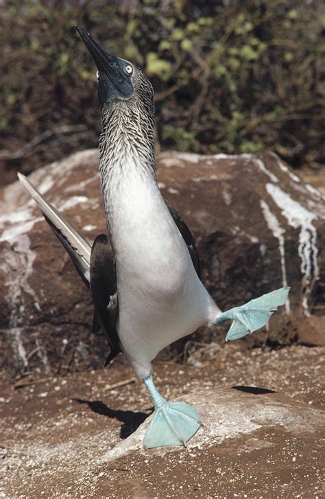 Blue Footed Booby Courtship Dance Photograph By Tui De Roy Fine Art America