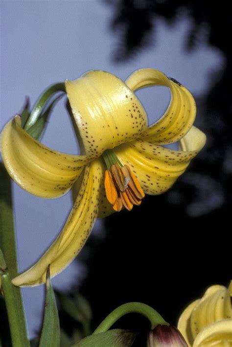 Lilium Monadelphum Mbieb Caucasian Lily World Flora Plntnet