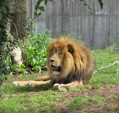 Free Photo King Of The Jungle Animal Jungle King Free Download