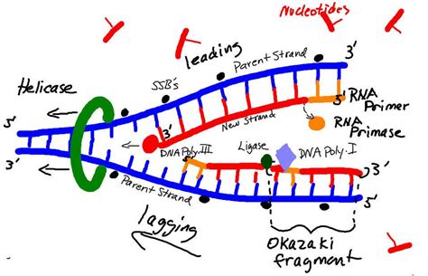 DIAGRAM Dna Replication Diagram Labeled MYDIAGRAM ONLINE