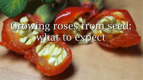 Growing Roses From Seed What To Expect Youtube