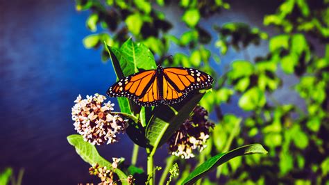 A collection of the top 71 animated butterfly wallpapers and backgrounds available for download for free. Download wallpaper 3840x2160 monarch butterfly, butterfly ...