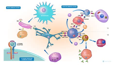 How Does Your Immune System Fight Off Threats Like Covid 19 World