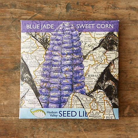 Blue Jade Sweet Corn Seeds Terrain