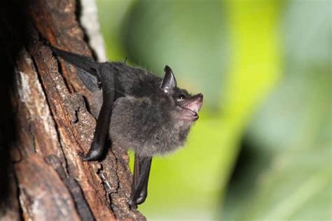 ¿qué Significa Soñar Con Murciélagos Bebés Descubre El Significado