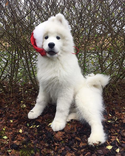 Ghost The Samoyed