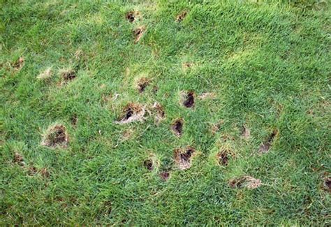 Tips To Recognize That A Hole Is Made By A Skunk
