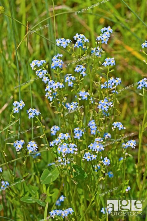 Water Forget Me Not Myosotis Palustris Myosotis Scorpioides