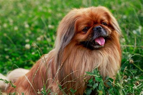 8 Golden Furry Dogs That Look Like Lions Readers Digest