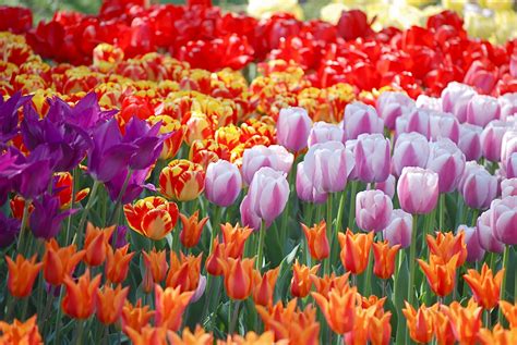 Nyc ♥ Nyc Tulips In Bloom At The Brooklyn Botanic Gardens Annual Border
