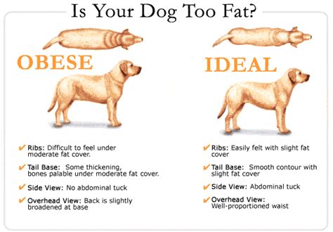 What Happens If A Dog Is Overweight