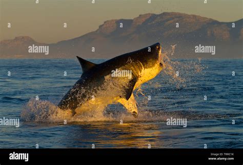 Great White Shark Gran Tiburon Blancocarcharodon Carcharias Seal