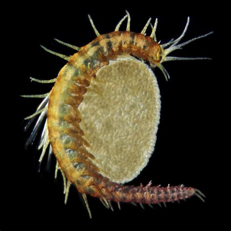 New Species Of Plankton Discovered Cbs News