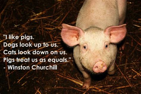 Check out our funny pig sayings selection for the very best in unique or custom, handmade pieces from our shops. Animal Quote Images - Present Outlook