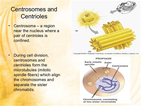 Centriole Cell Division Cell Division