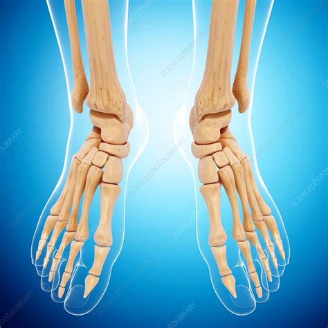 The part of the body at the bottom of the leg on which a person or animal stands: Human foot bones, artwork - Stock Image - F007/1493 - Science Photo Library