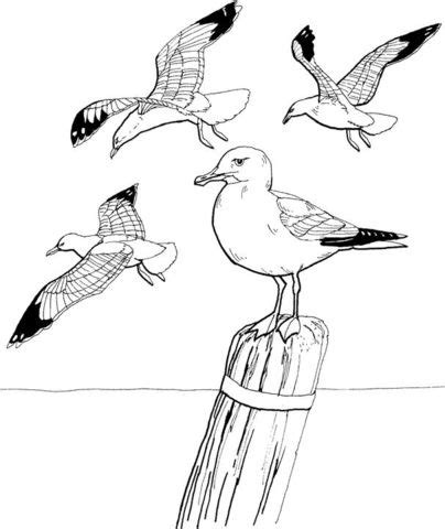 Search through more than 50000 coloring pages. Seagulls Coloring page | Free Printable Coloring Pages ...