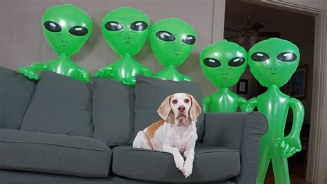 Dog Unimpressed By Alien Invasion Funny Dog Maymo Youtube