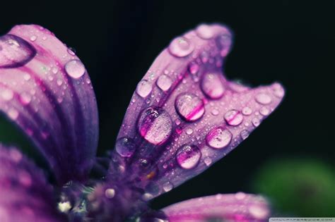 Rainy Spring Wallpapers Wallpaper Cave