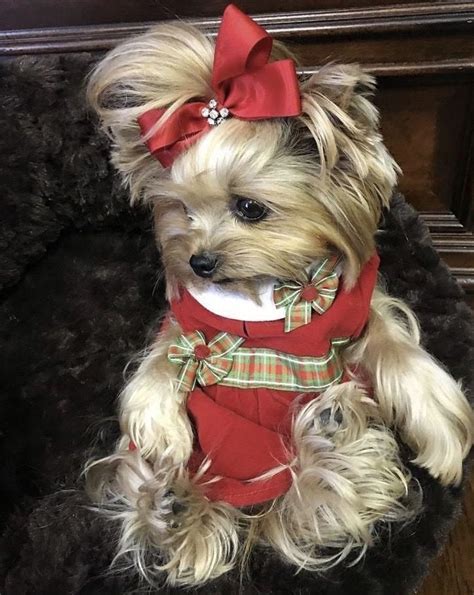 Yorkshire Terrier Yorkie Dogs And Puppies Nice Dresses Doodles