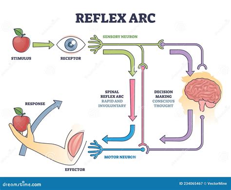 Reflex Arc Sensory Neuron Pathway From Stimulus To Response Outline