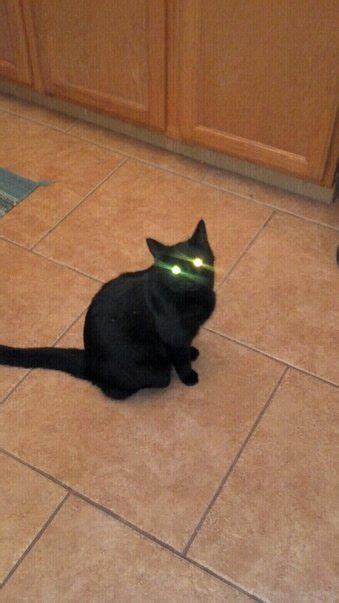 Mage With Glowing Eyes Black Cat Cats Nerdy Jokes