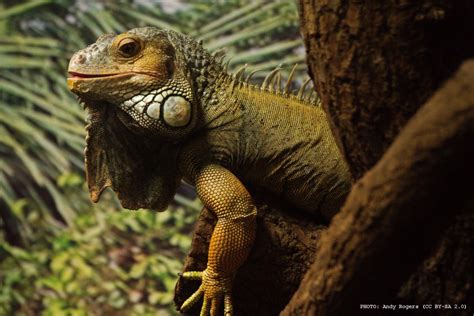In addition, consonants in liaisons sometimes change the pronunciation. How to pronounce "Iguana" in English correctly / Boing Boing
