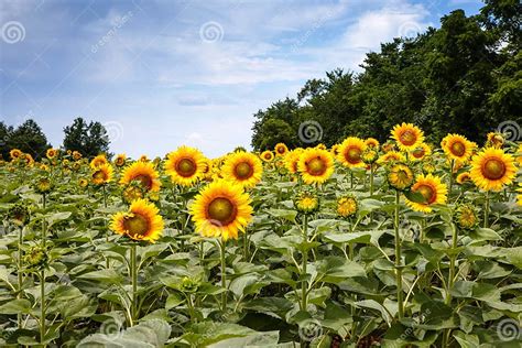 Sunflowers In Poolesville Maryland Stock Image Image Of Nature Field