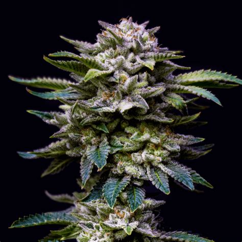 Vente De Gorilla Kingdom Rainbow De Bsf Seeds