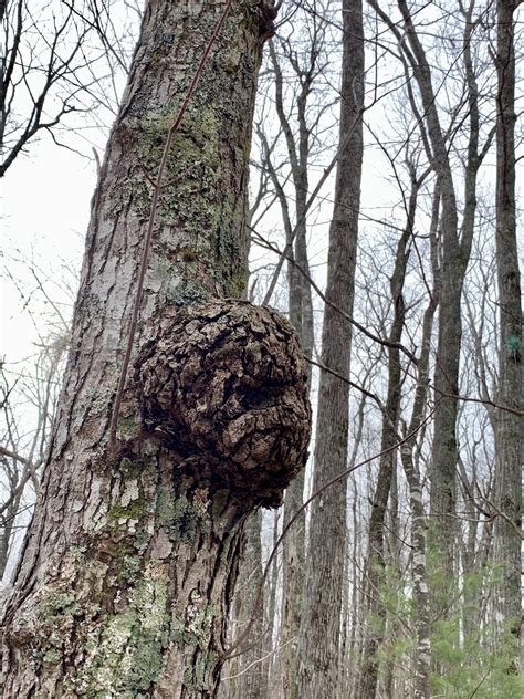 I Found This Tree With A Face Coming Out Of It Rmildlyinteresting