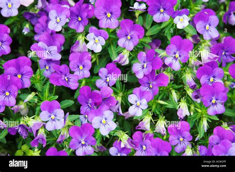 A Flower Bed Of Purple Violets In Bloom At The Cheekwood Botanical