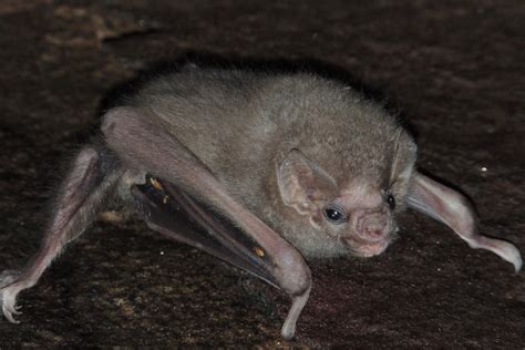 Bird Loving Vampire Bats Develop Taste For Human Blood New Scientist