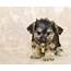 The Morkie Temperament  Good With Kids Watchdog Find Out Here
