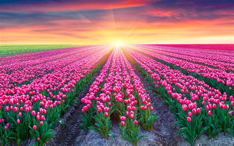 Download Wallpapers 4k Holland Spring Tulips Sunset солнце Tulips