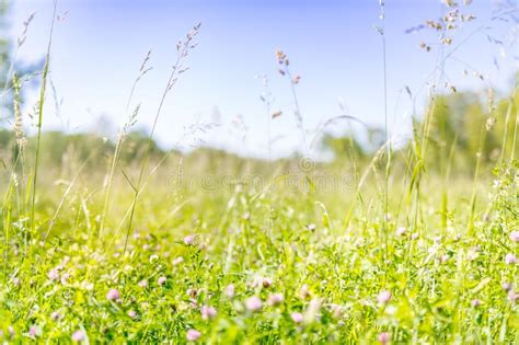 Closeup Spring Nature Landscape Colorful Meadow Under Sunlight On