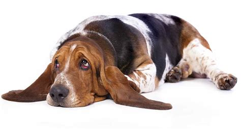 Symptomen Behandeling En Preventie Van Achterpootzwakte Bij Honden