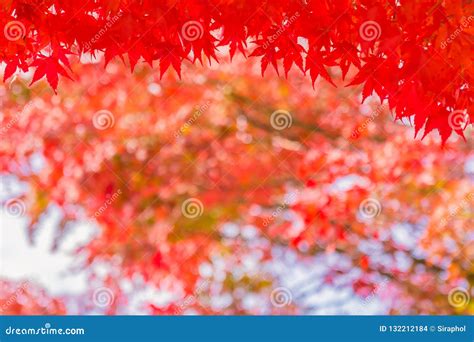 Beautiful Red And Green Maple Leaf On Tree Stock Photo Image Of