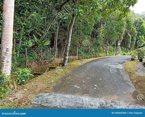 An Empty Road Winds beside the City Forest Stock Photo - Image of plant