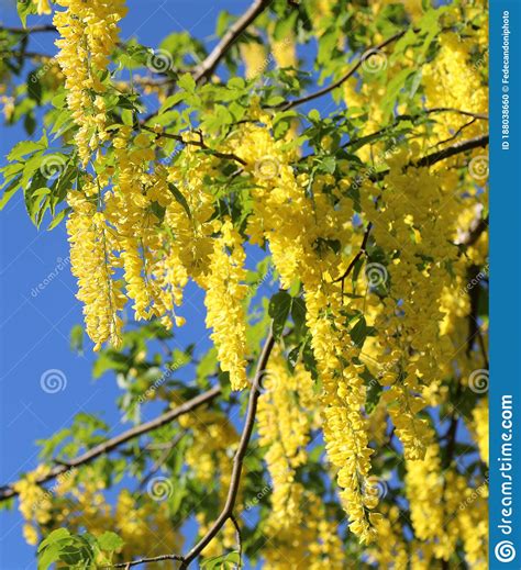 Poisonous Yellow Laburnum Flowers Blossomed In Summer Stock Photo