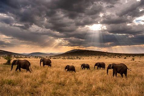Kenya Grand Safari Stay At Treetops From £2655 Per Person The