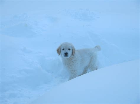 Abominable Snow Puppy Living With A Golden