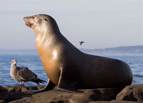 California Sea Lion L Still Quite Numerous Our Breathing Planet