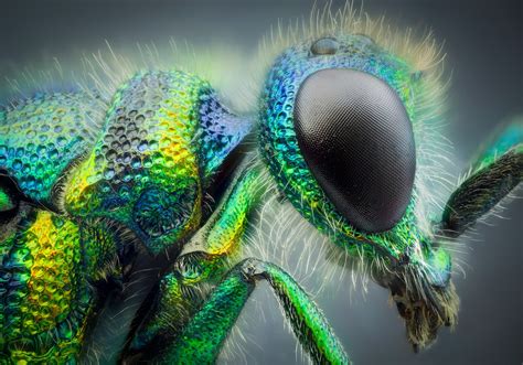 Interview Close Up Photos Of Insects Looking Like Aliens Straight Out