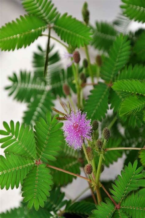 Mimosa Pudica Touch Me Not Flowering Outdoor Plants Plantshopme
