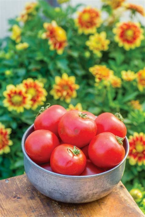Vegetables Tomato Crimson Crush F1 Premier Seeds Direct