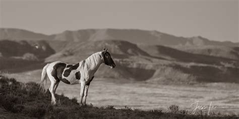 Wild One Black And White Wild Horse Photo Mccullough Peaks Wyoming